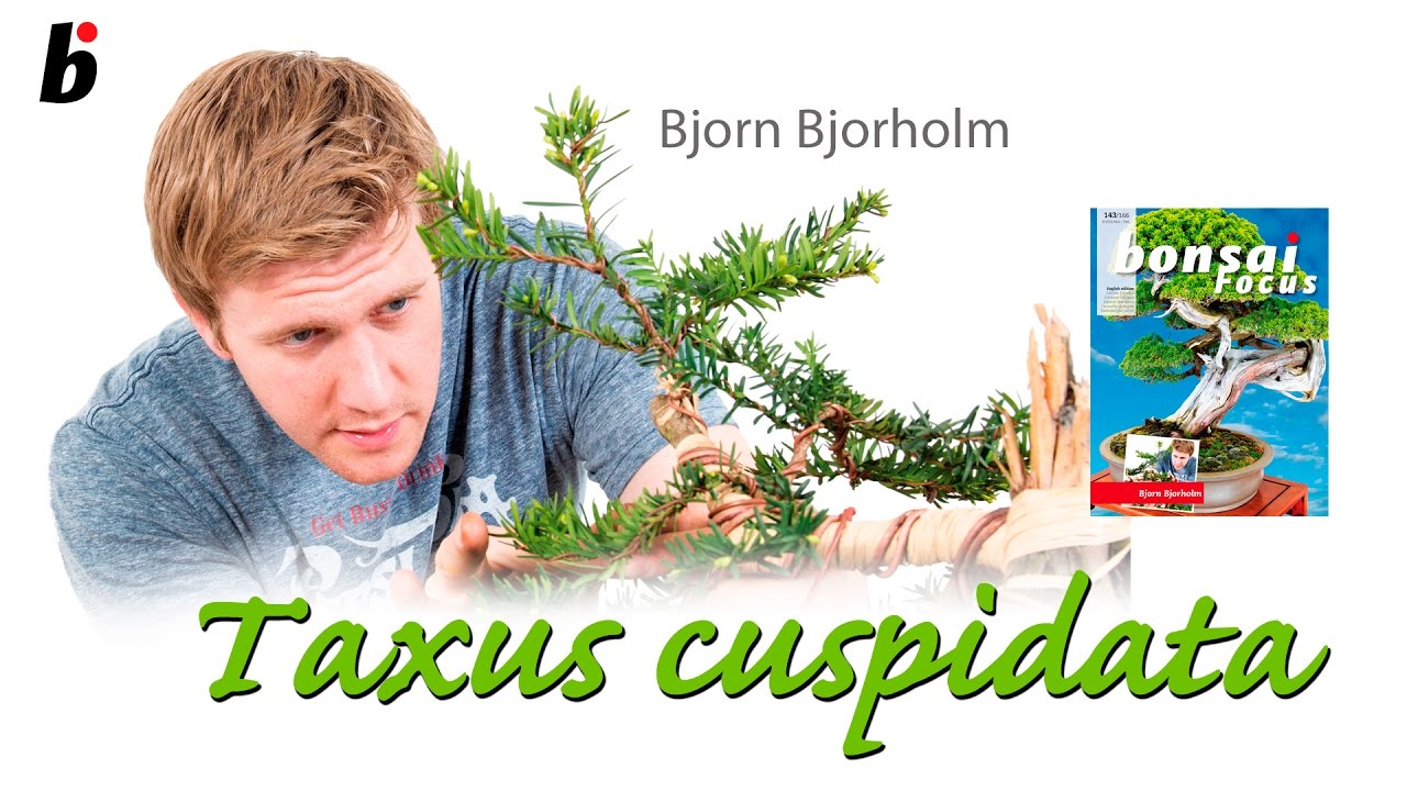 Bjorn to Bonsai YouTube