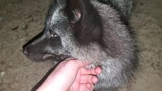 Sweet Silver Fox 2