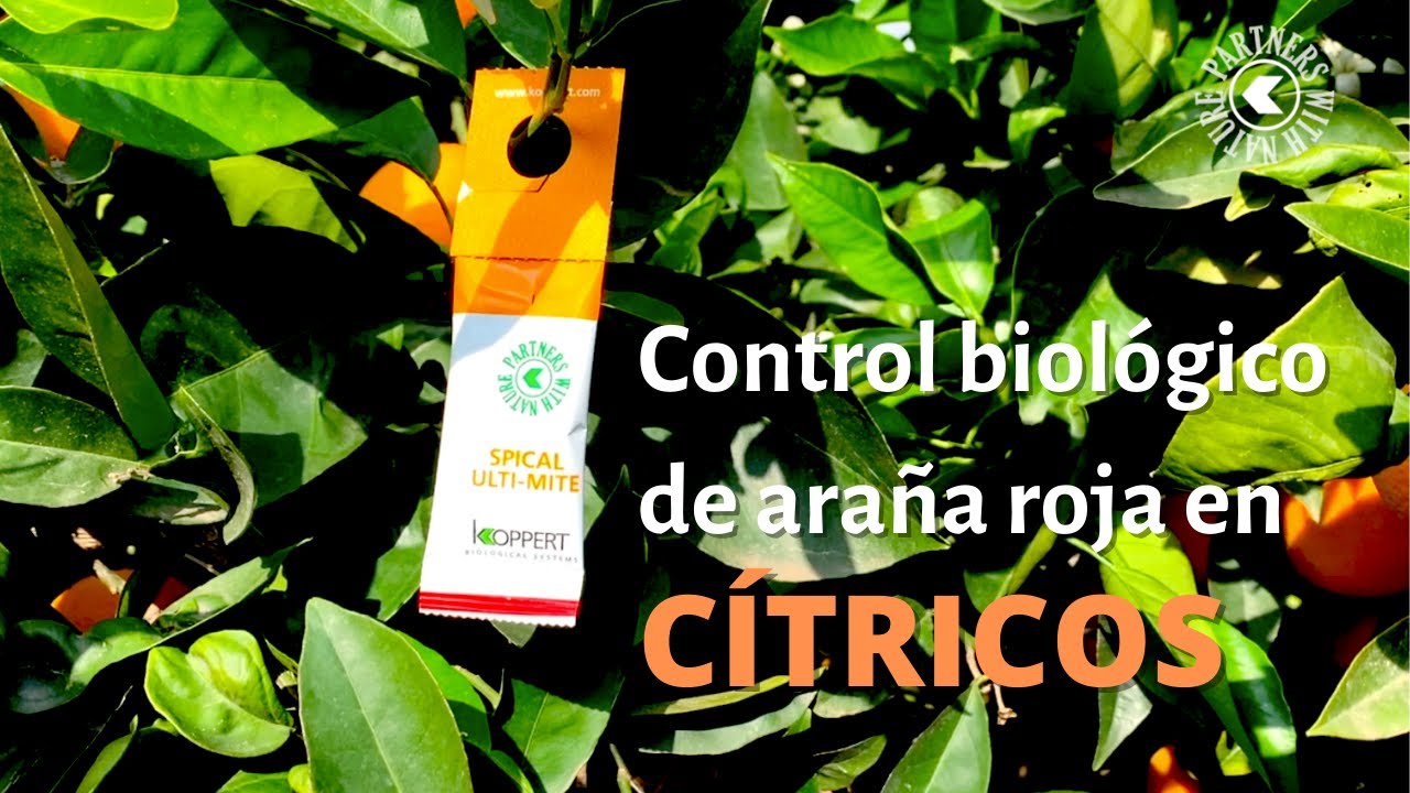 Spical Ulti-Mite: control biológico de araña roja en cítricos.