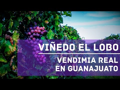 Viñedos El Lobo; Vendimia Real en Guanajuato