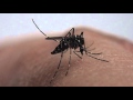 蚊が人間の血を吸いながら”おしっこ”をする瞬間を撮影した貴重な動画