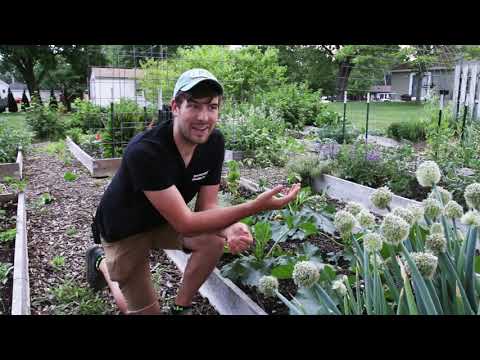 Video: Lumpy Squash Plants - Reasons For Humpy Squash On Plants