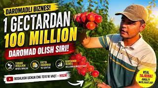 ☎️+998956467711😱👍😲🤯rubista orik judayam barakali serhosil#uzbekistan #fruit #garden #reels