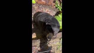 Wild thing. You made my heart sing. #Travel #sepilok #sunbears #ukelele