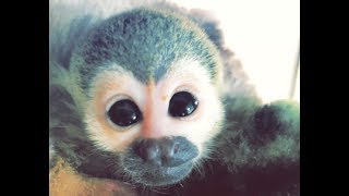 Baby Squirrel Monkey FIRST BATH!