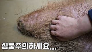 ※심쿵주의) 이녀석은 진짜 꼭 키워야 겠습니다..ㅠㅠ