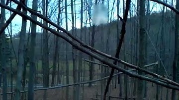 Bigfoot tree structures VID_2012