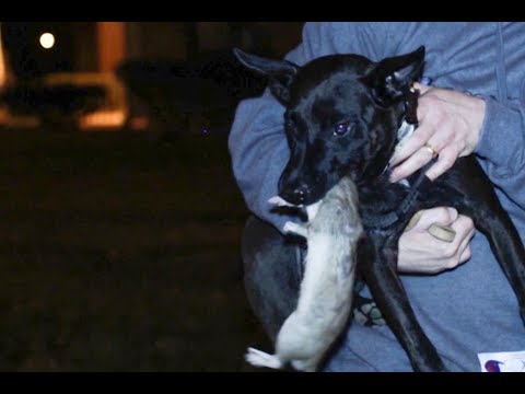 GRAPHIC CONTENT: Dogs hunting rats in NYC
