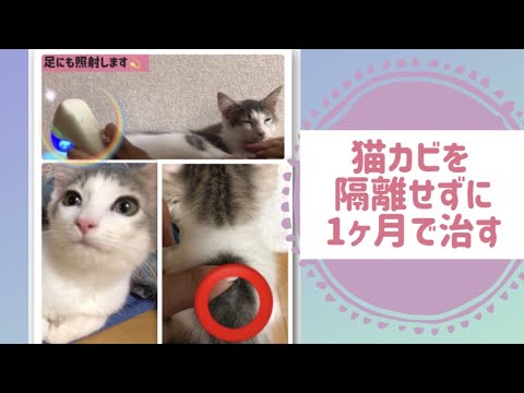 猫カビ隔離なしで最短完治 〜森猫おはぎの遊雅な日常〜