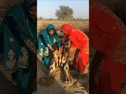 لطف المرأتين إنقاذ حياة الجمل الصغير 