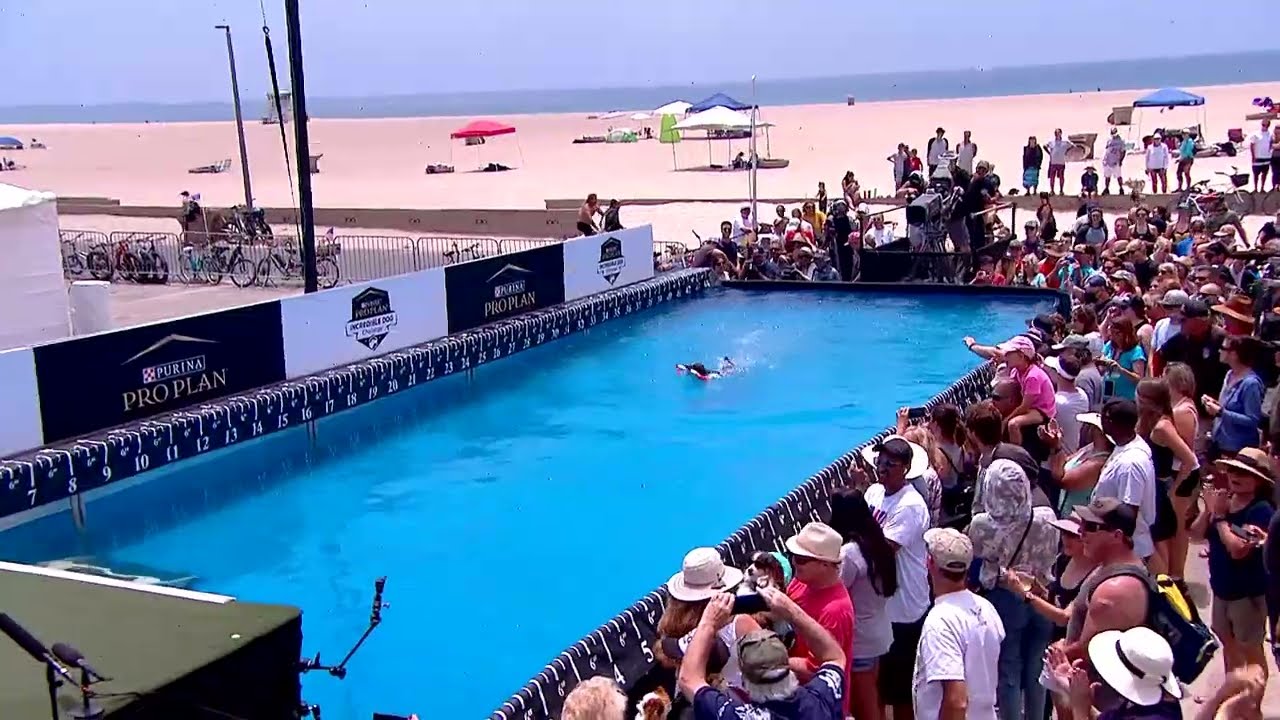 Dog Sports Diving Dog and Dock Jumping Competition YouTube