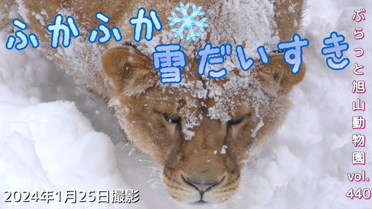 《旭山動物園ライオン＆トラ》今日のオリトファミリー。雪に突っ込む子ども達。オリトは音でアピール？vol440/lion cub sticking his face into the soft snow