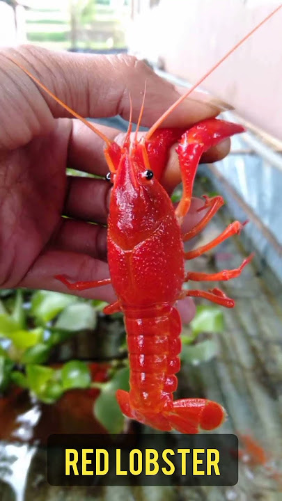 7 Lobster untuk akuarium kamu !! banyak yang tidak tahu jenis ini #lobster #crayfish #udanghias