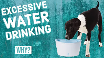 Why is my Yorkie drinking a lot of water?
