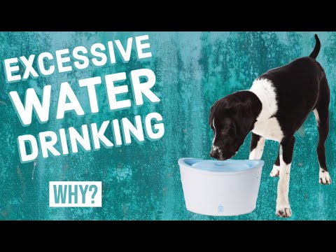 Video: Spør en vet: Hvordan vet jeg om hunden min drikker for mye vann?