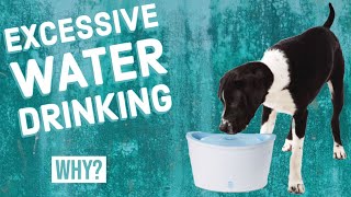 Why Is Your Dog Drinking So Much Water?