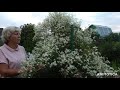 Клематис Жгучий- замечательное украшение для вашего сада