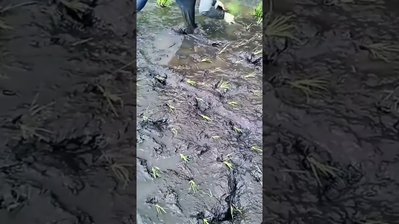 Planting rice seedlings in muddy paddy field