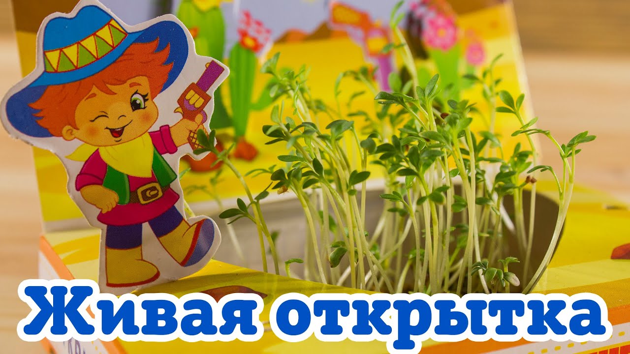 Живая открытка оптом