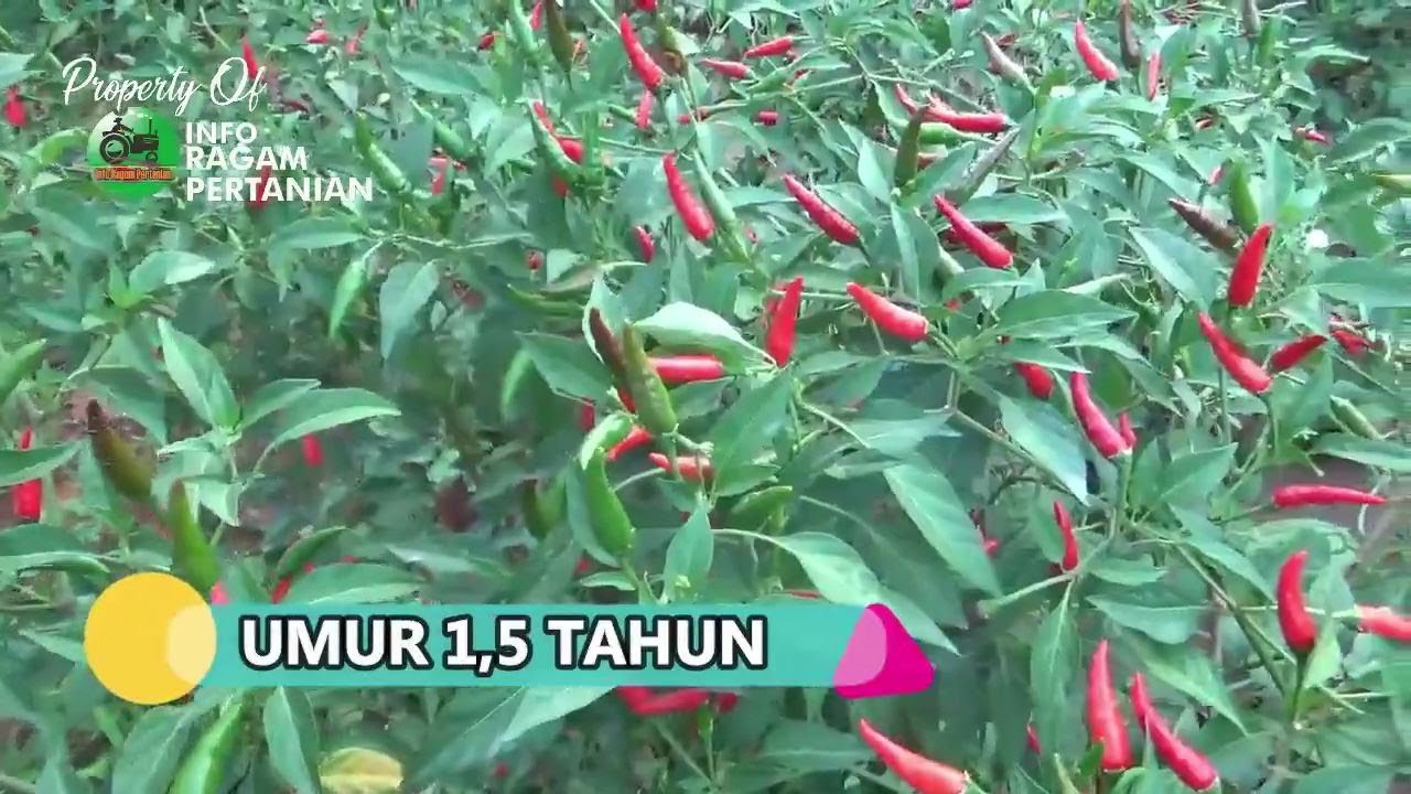 Panduan Lengkap Menanam Cabe Rawit di Polybag dari Awal Sampai Panen