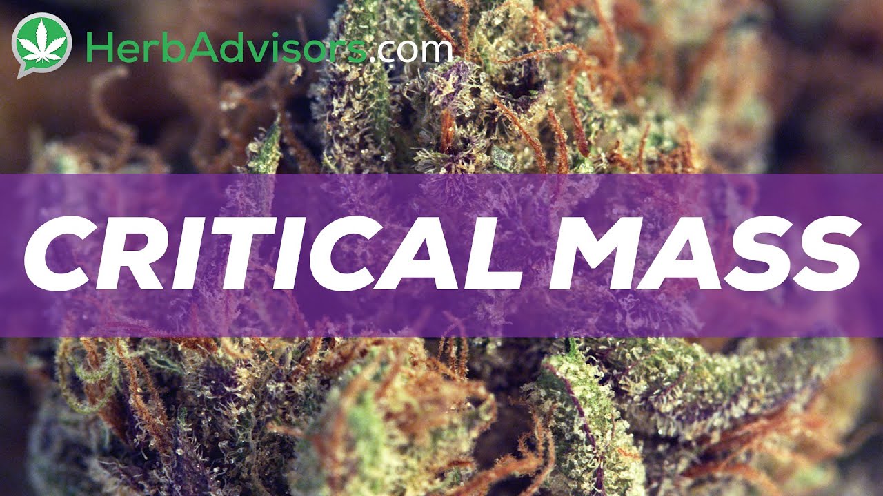 Critical Mass Cannabis Strain Review by HerbAdvisors.com