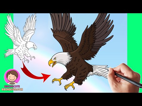 How To Draw A Realistic Bald Eagle – Draw a Flying Eagle