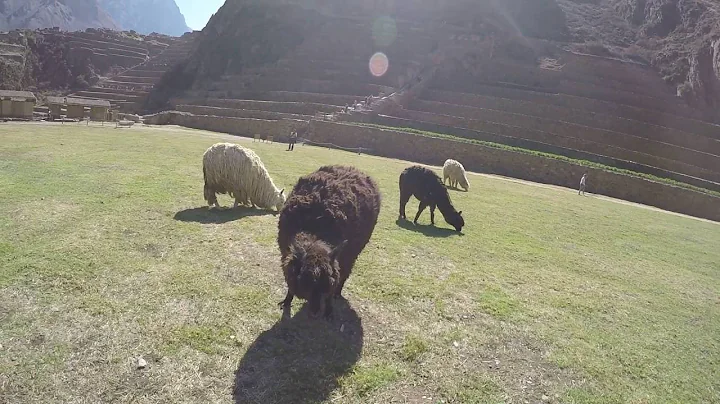 Gopro Hero 4: Llama Spit