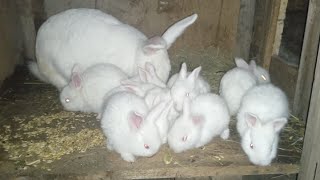 картинка: Породы кроликов Калифорнии  и Новозеландской белой🐇👍🇺🇦