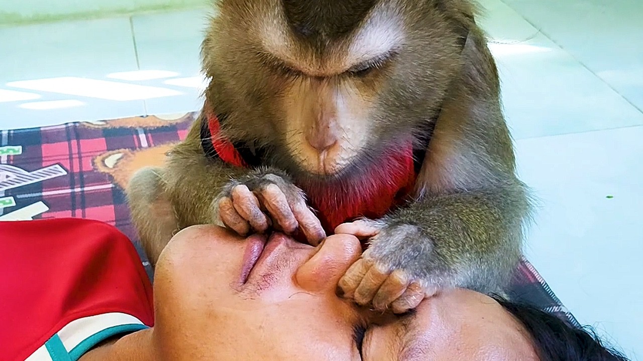 Monkey ASMR Deepest Tingle Hair Around Nose Hole May Be Acne Or Hair