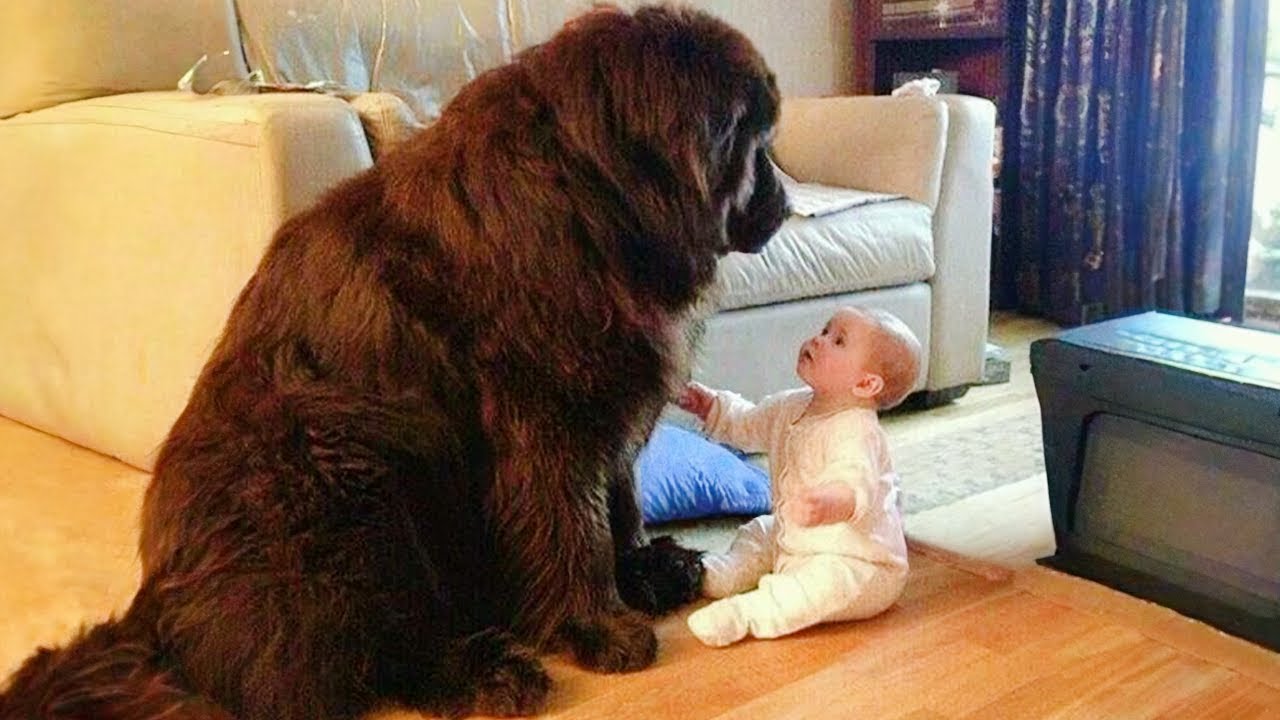 🐶When Big Dogs Prove They’re the Best Bodyguards🛡️😂 Funny Dog and Human Videos