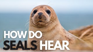 How Do Seals Hear? | Seals Actually Do Have A Trick!