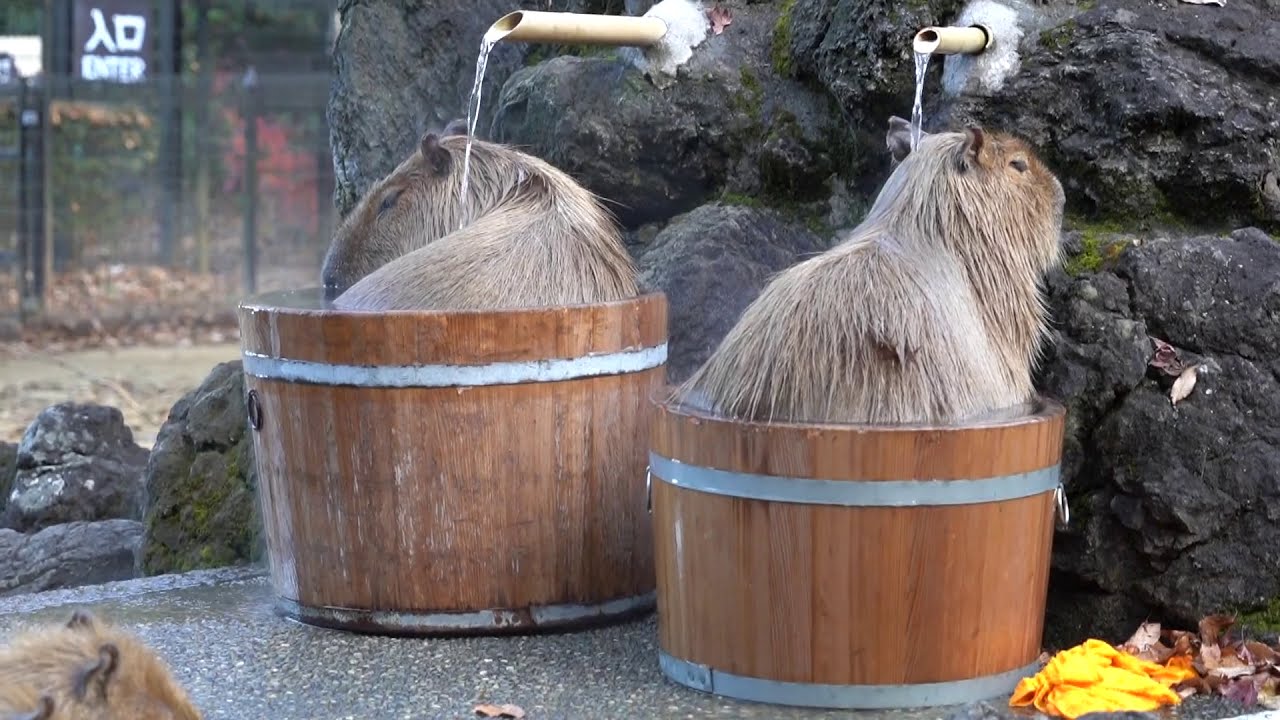 みんなで入浴 カピバラ温泉～桶風呂～始めました！ 2017.12.5（埼玉県