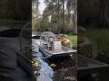 Alligator chases Chihuahua in a Swamp #shorts #funny #alligator #chihuahua