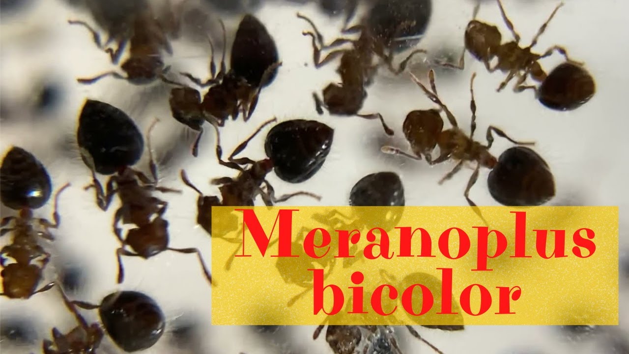 Meranoplus bicolor пушистые муравьи. Пересадка из пробирки.