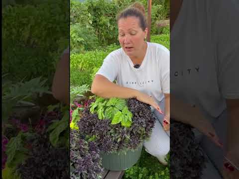 ИДЕАЛЬНЫЙ БАЗИЛИК В КАШПО. ПОСЕВ БАЗИЛИКА В ГОРШОК