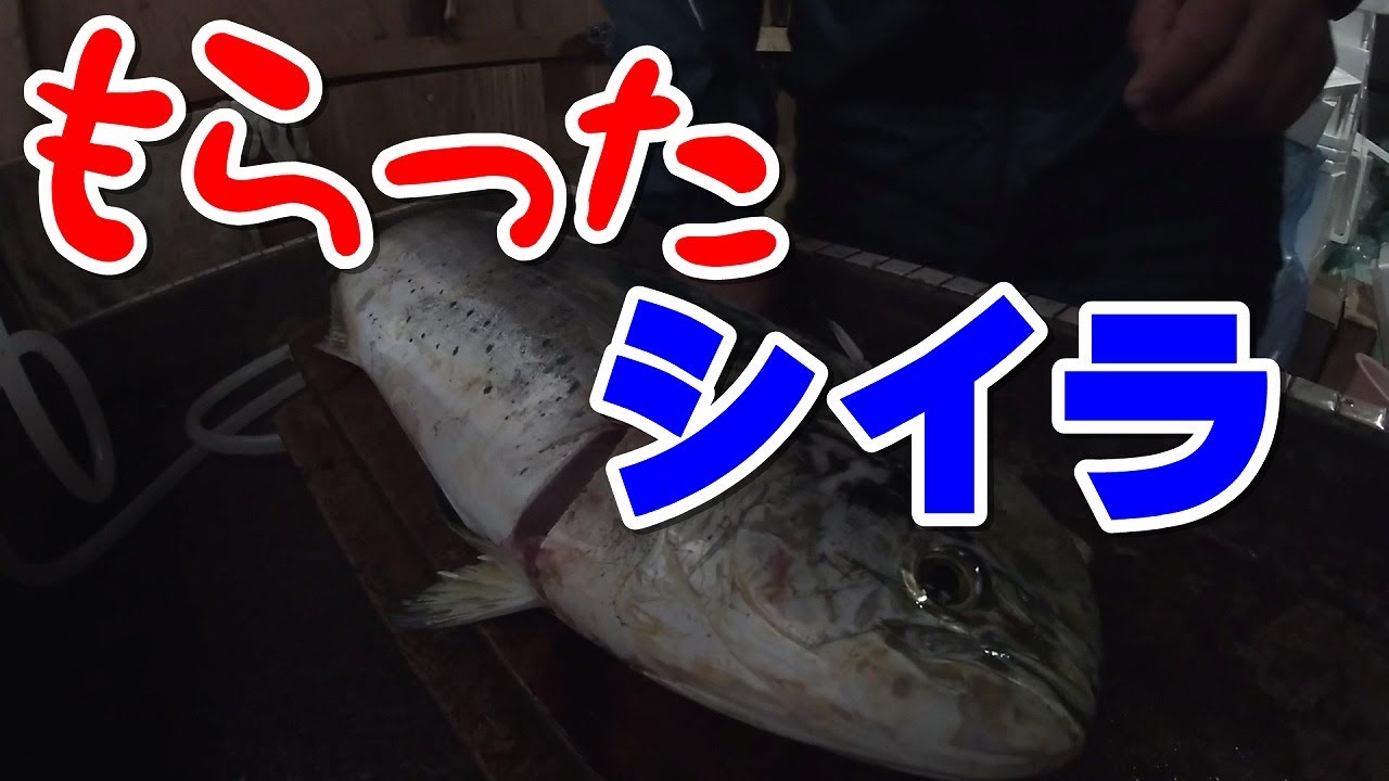 #シイラ＃定置網＃大衆魚、シイラ頂きました！どう調理すればいい？