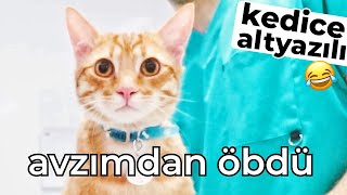 EN GEVEZE KEDİLER (aynı evde!) 😆 Sıkıysa Gülme! 😍