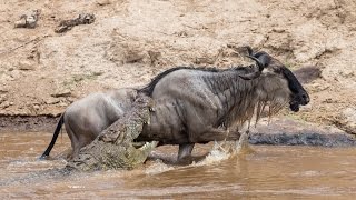 Huge Crocodile Attacks Wildebeest - Surprise Ending