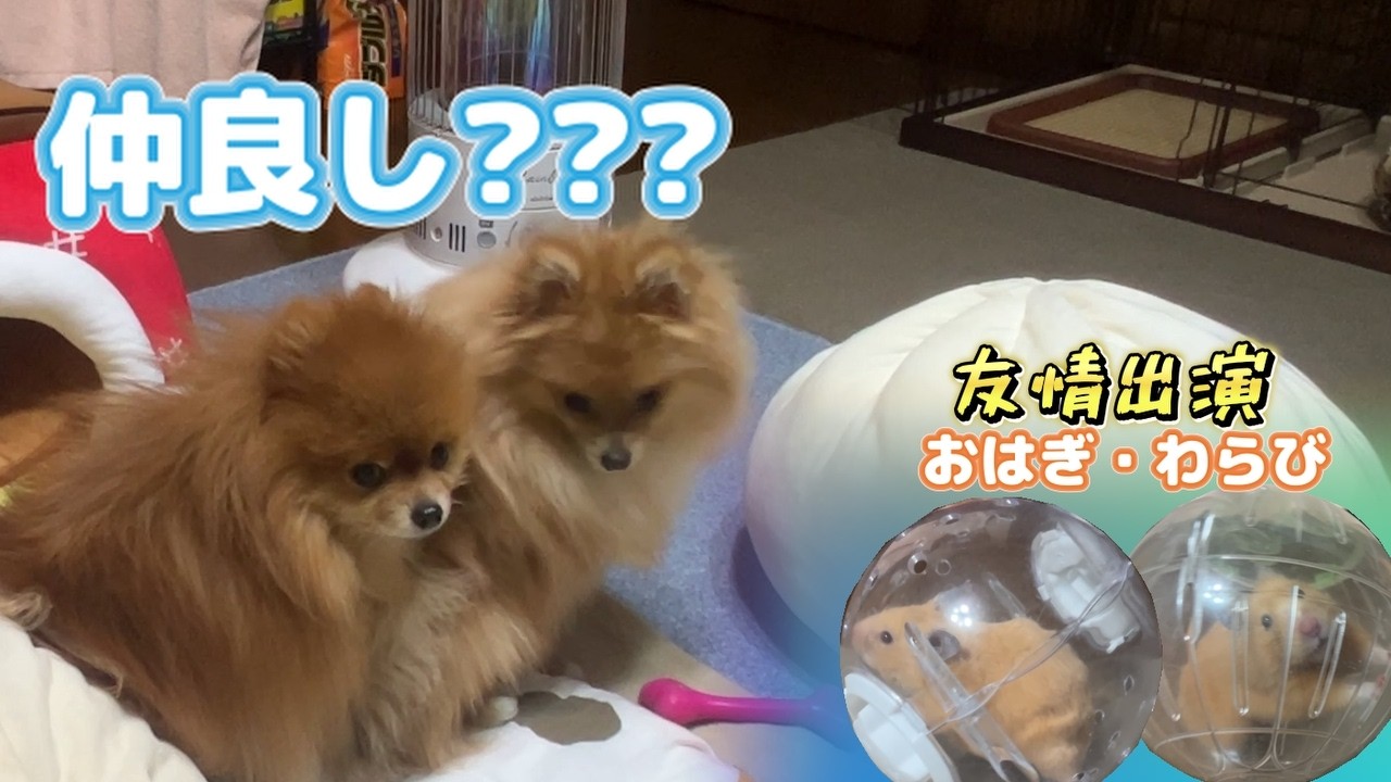 れおとるいの夜の時間帯ってこんな感じなんですｗ【ポメラニアン】