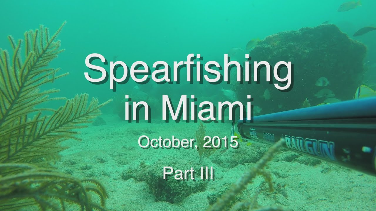 Spearfishing. Miami, FL October 2015 part III YouTube