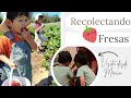 Recolectando fresas + Otra visita desde México