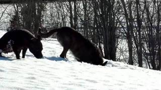 Crawling In The Snow