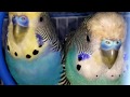 How to Identify Your Bird's Sex (budgies)