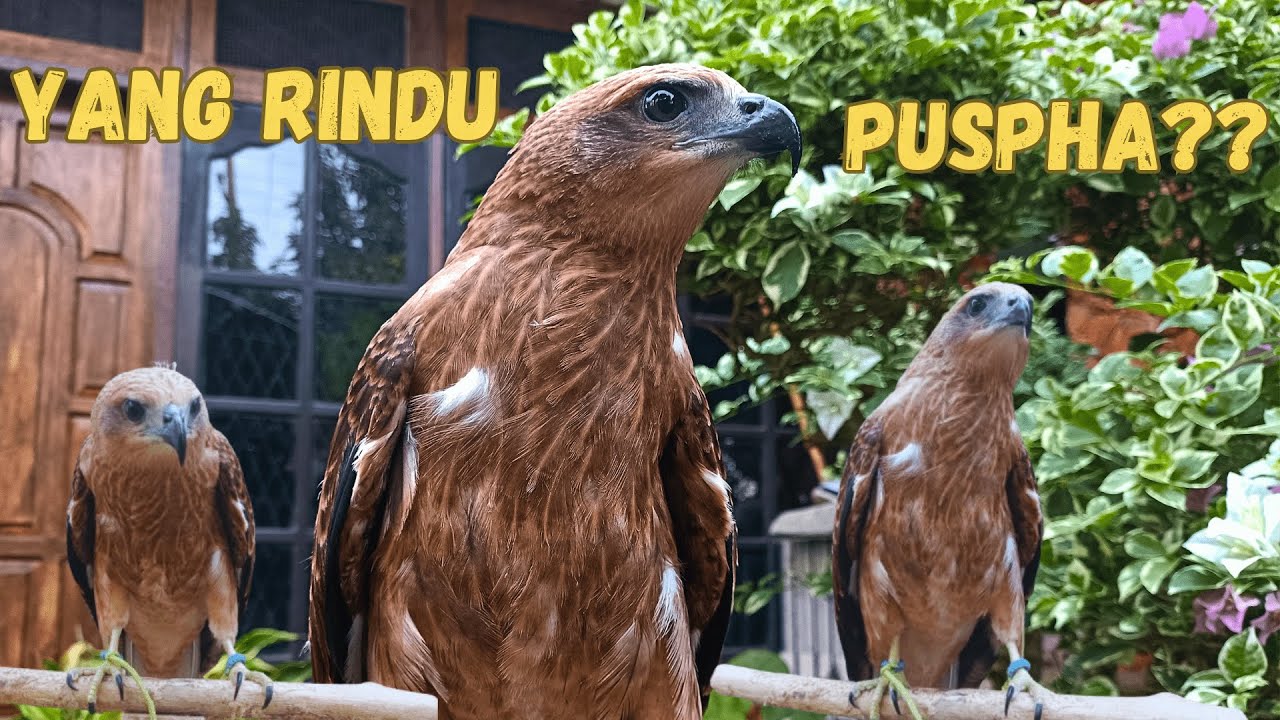 Jual Elang Bondol