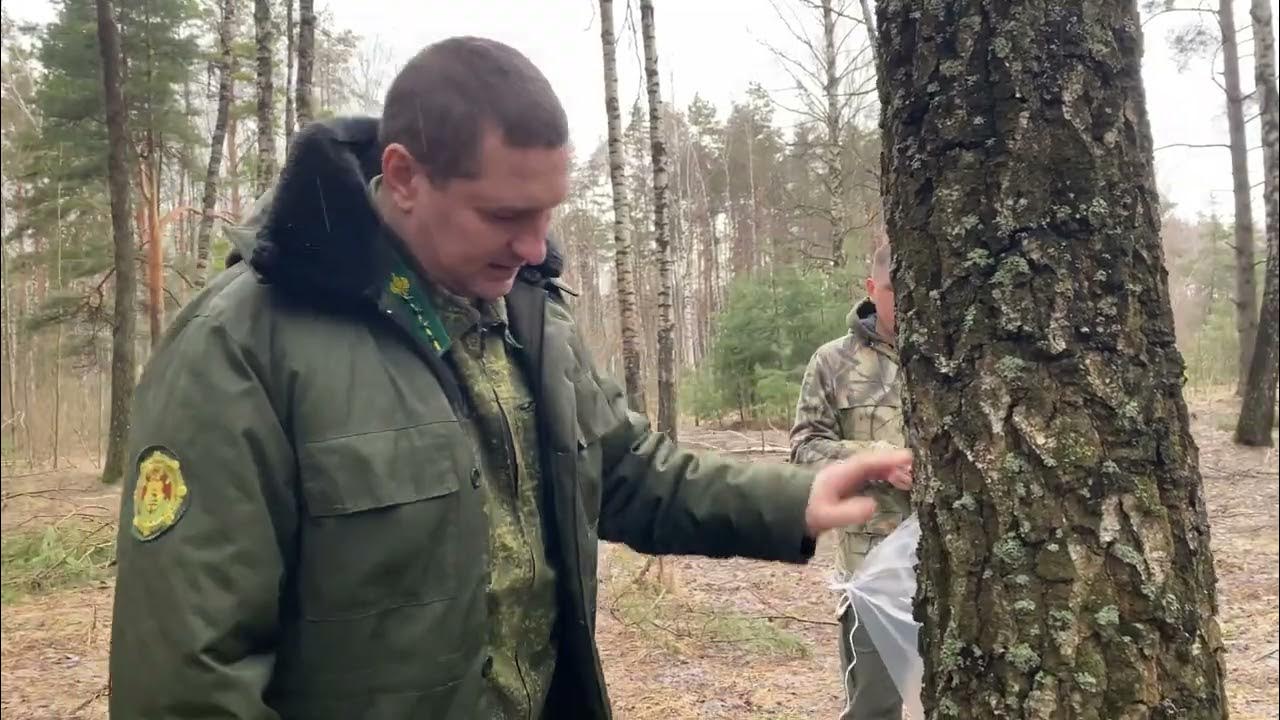 В Костюковичском лесхозе рассказали, как правильно заготовить березовый ...
