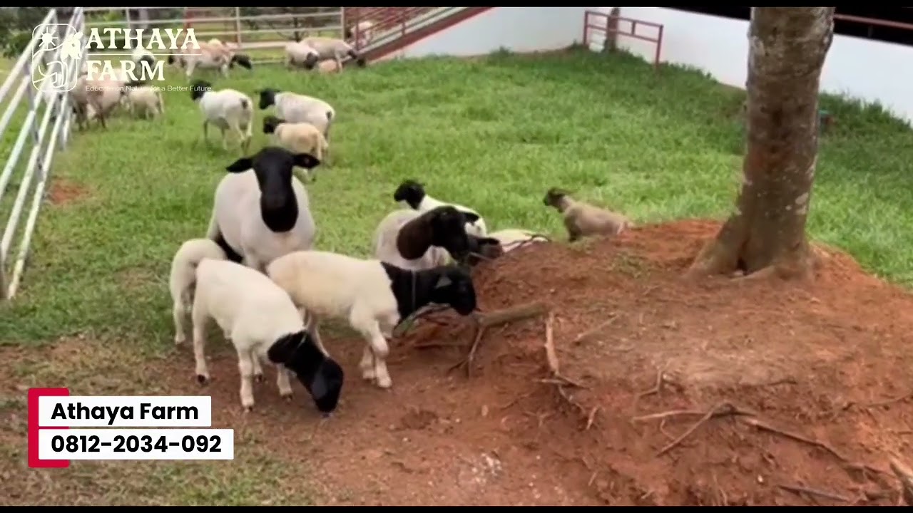 Athaya Farm Indonesia (AFI)  hadir dgn konsep kandang SEMI UMBARAN MODERN #dorperfullblood 