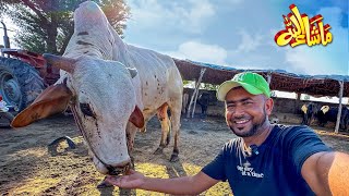 Hamara Qurbani ka Janwar a gya