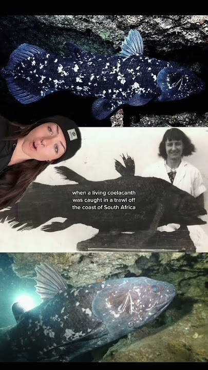 the “living fossil”