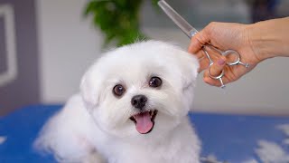 You’ll be surprised when you see what this dog looks like before haircut!✂❤