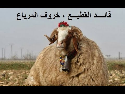 تعر ف على قائد القطيع خروف المرياع